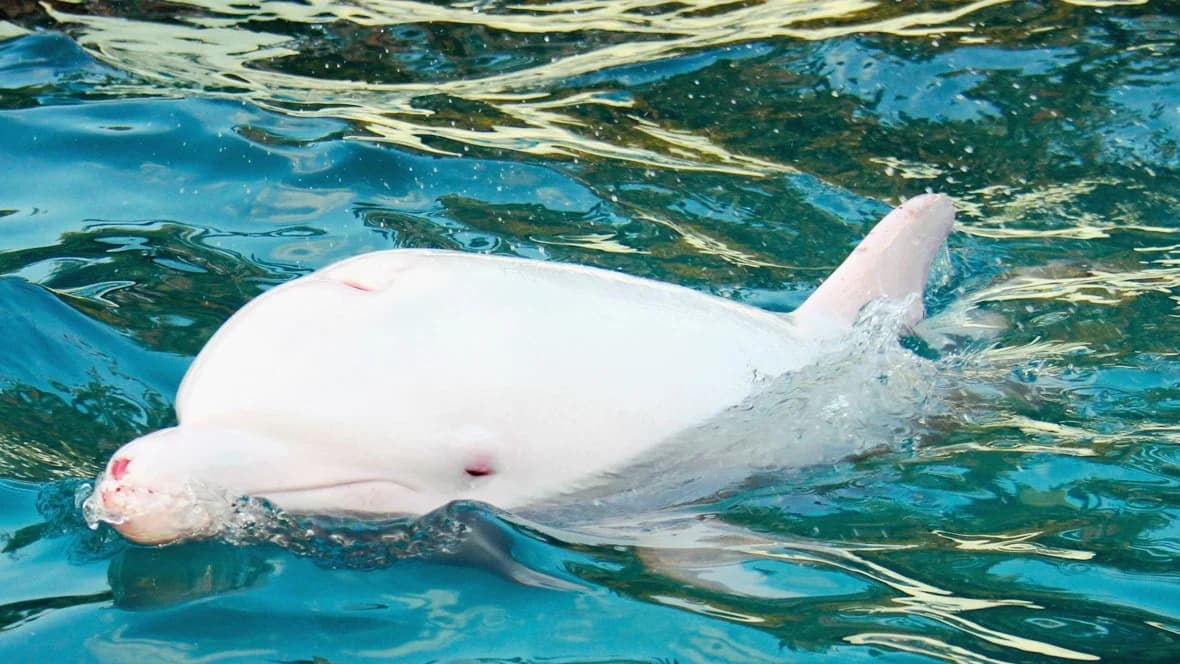 Rarest Albino Animals From Around The World