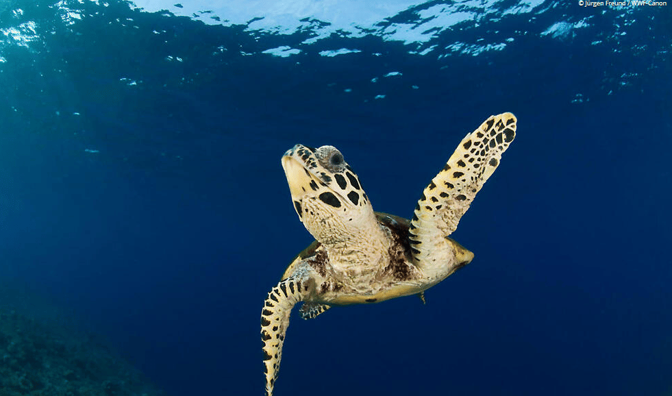 what is the rarest animal in the world