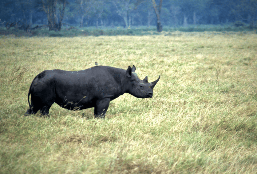 what is the rarest animal in the world