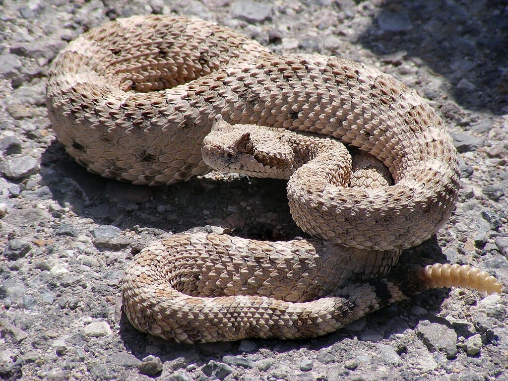 Wiki Commons