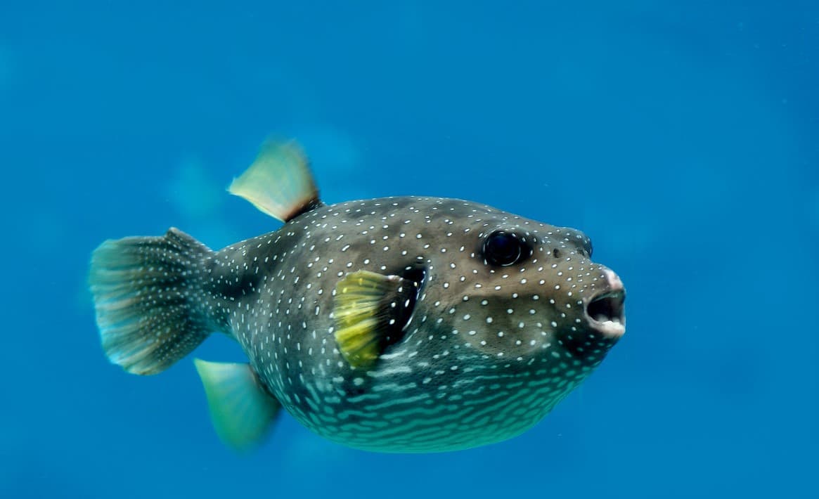 Pufferfish, Flickr