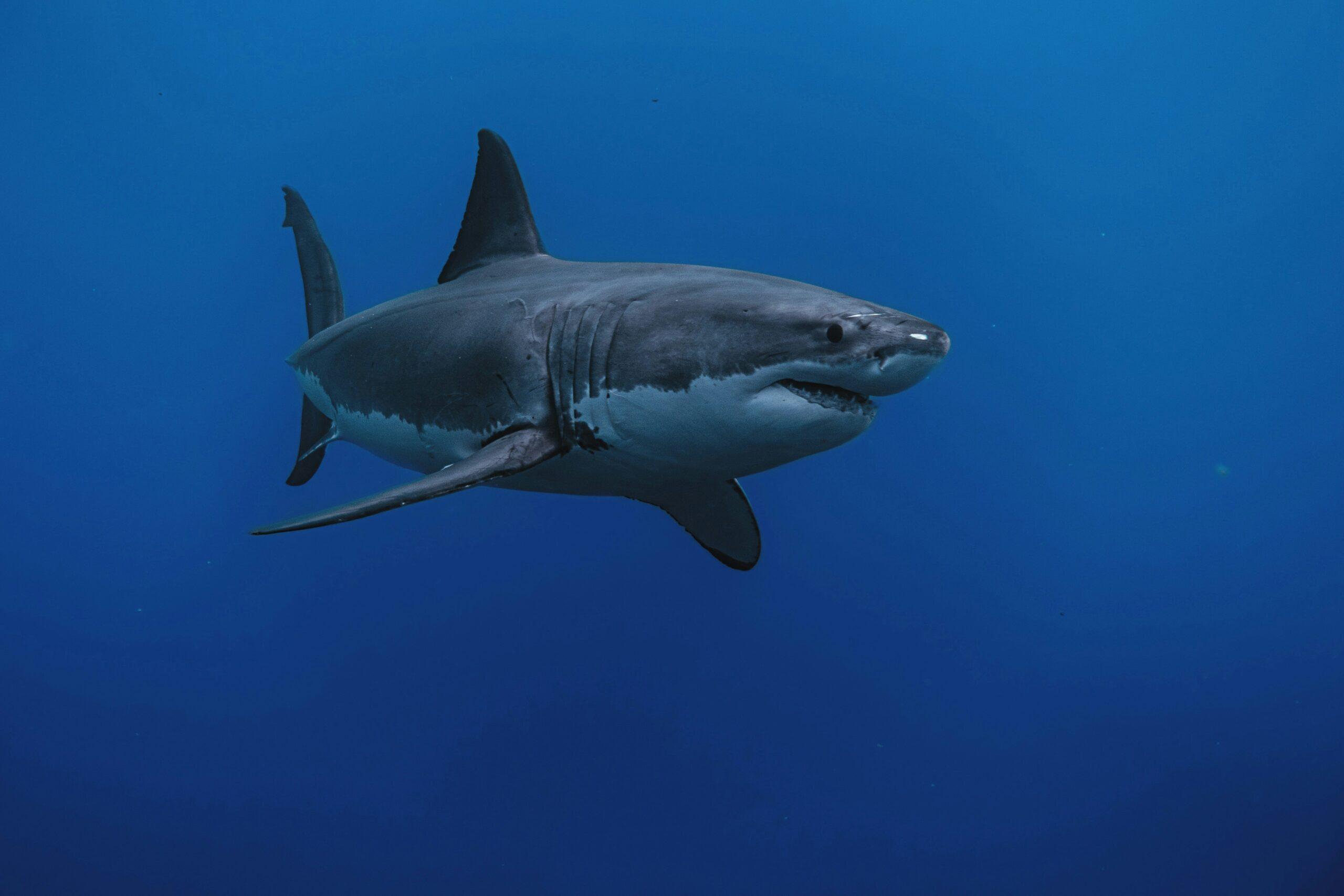 Great White Shark electrical pulse, Unsplash