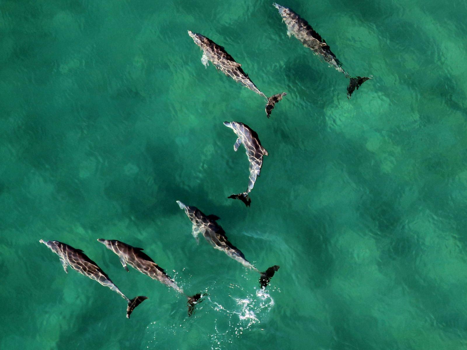 Brain Dolphins, Unsplash