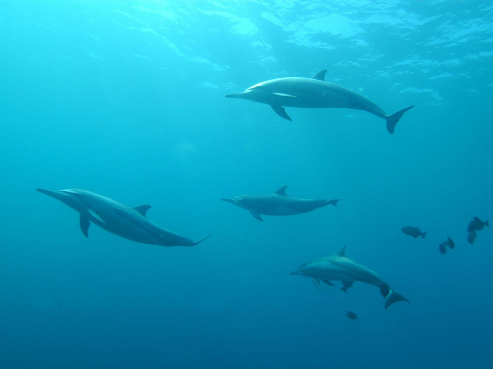 Names Dolphins, Unsplash