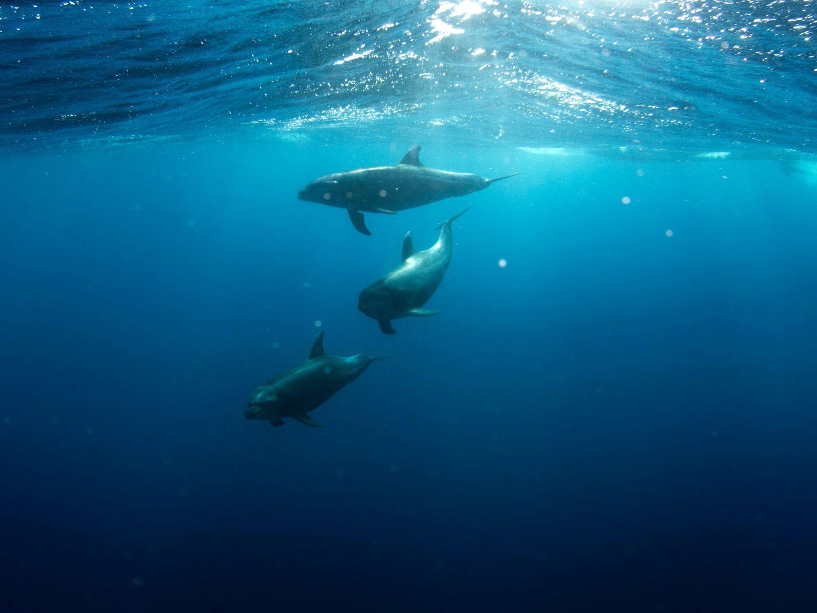 Pullotion Dolphins, Unsplash