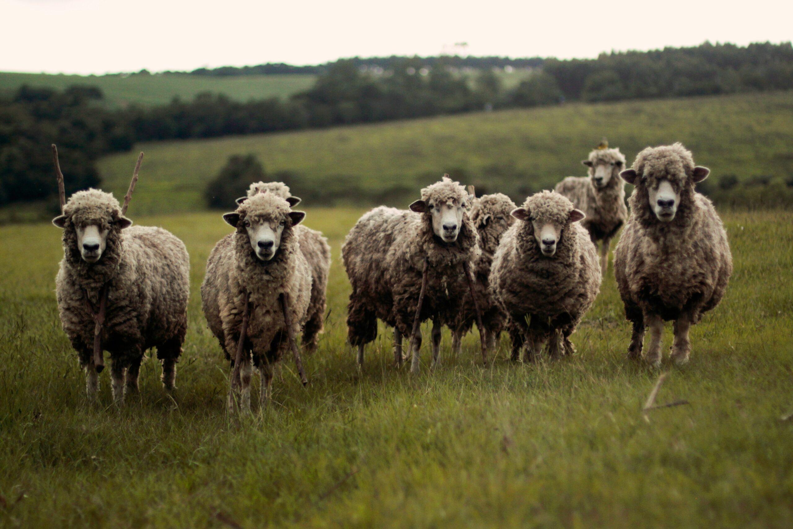 Sheep Sheering, Unsplash