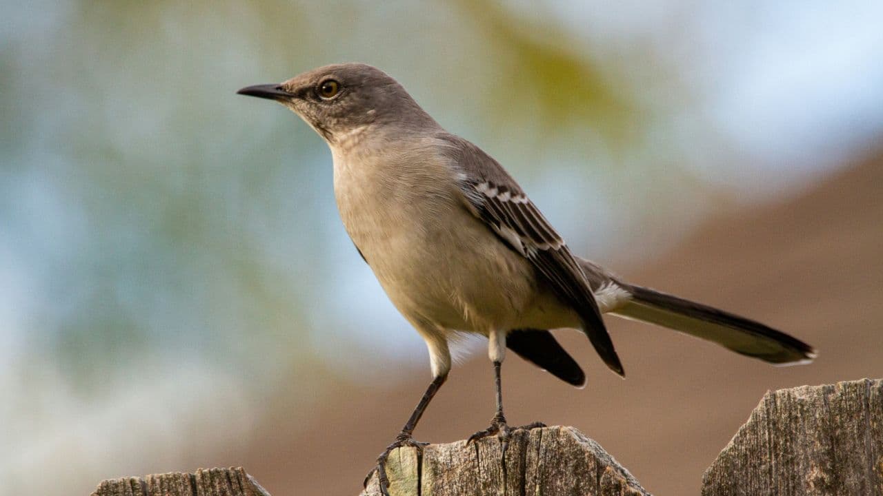 Mockingbird Pet Unsplash