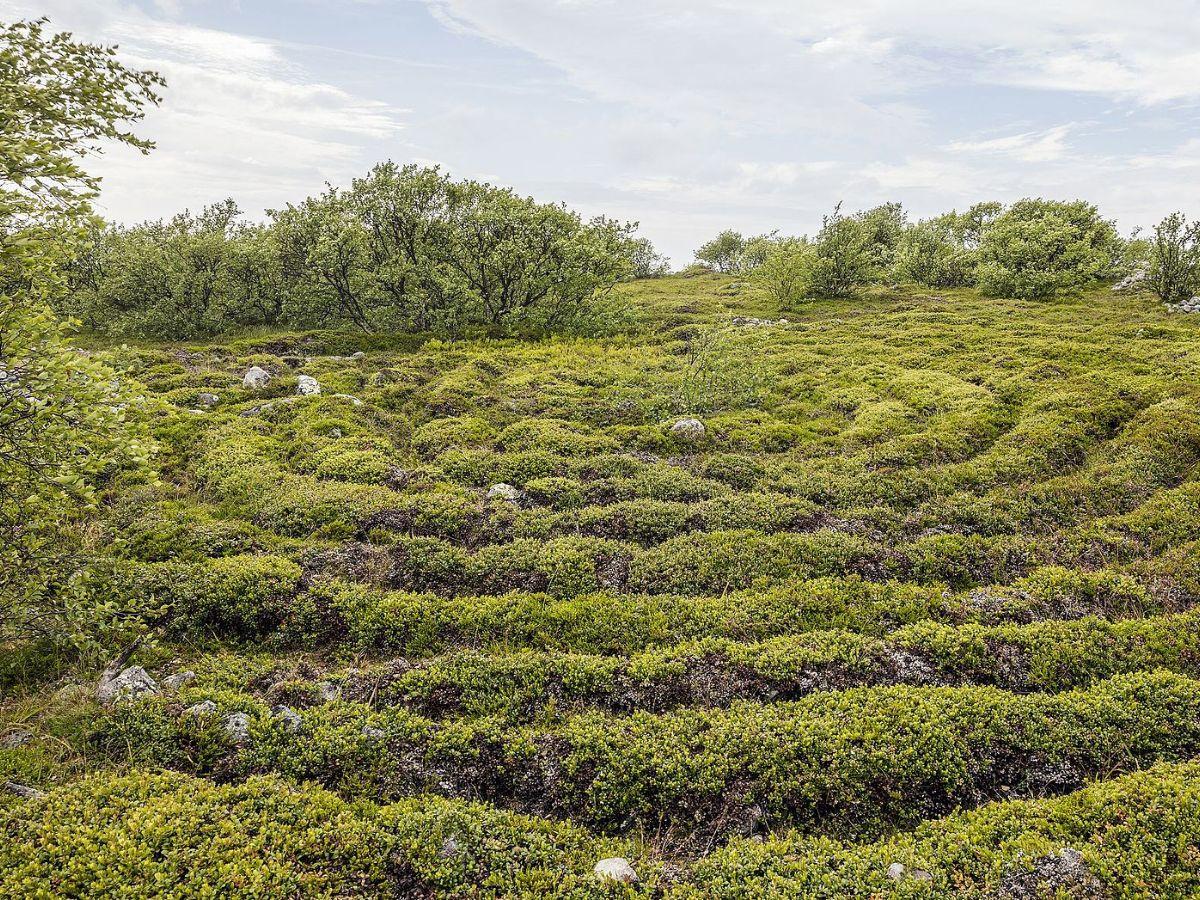 Stone Labyrinth Wiki Commons