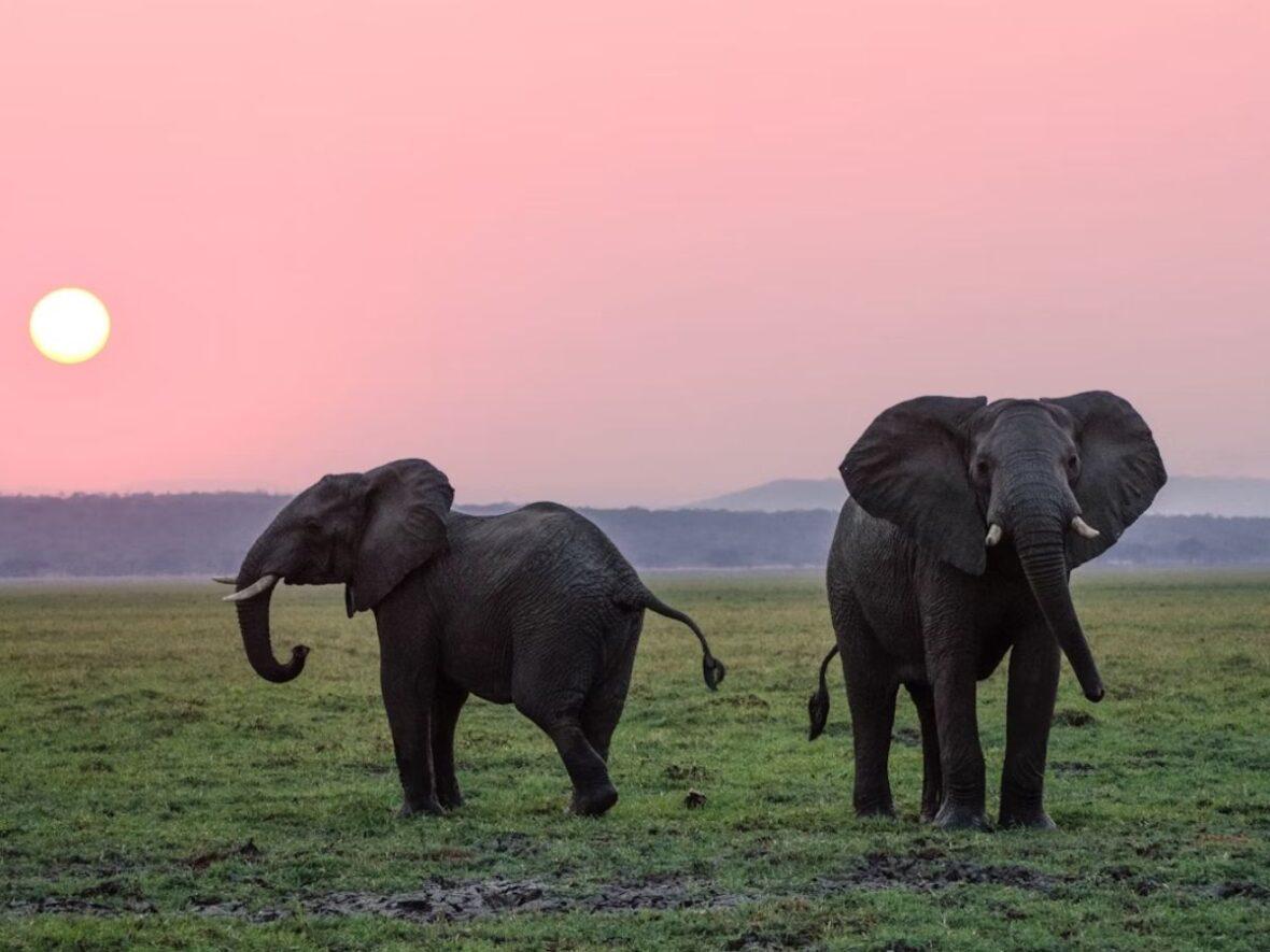 Elephants Aware Unsplash