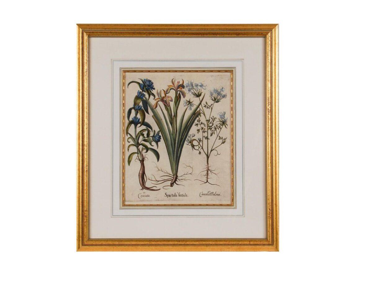 Basilius Besler Iris 1st Dibs
