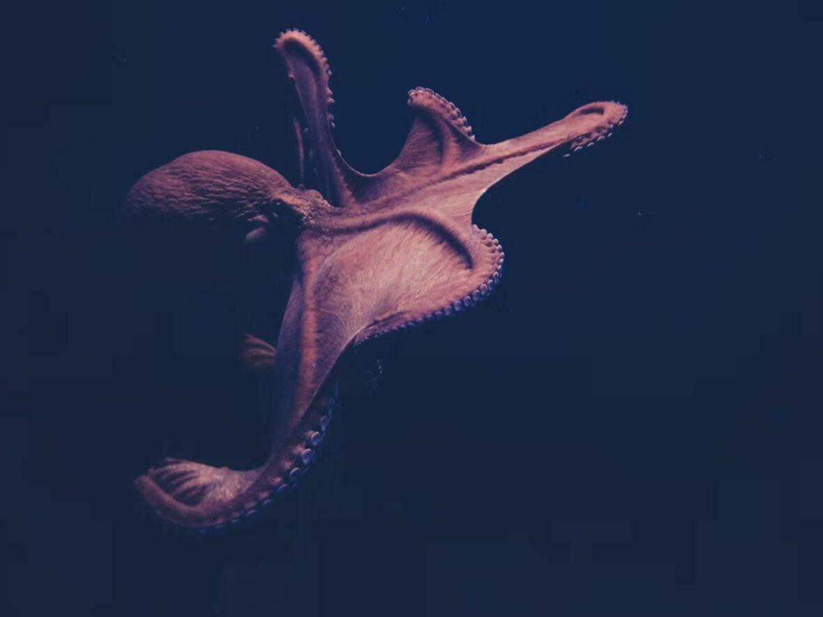 Octopus Unsplash