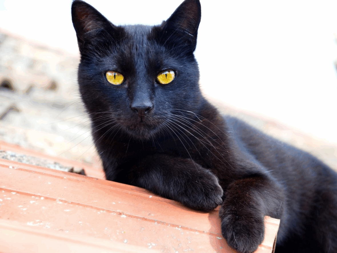 origins of everyday superstitions