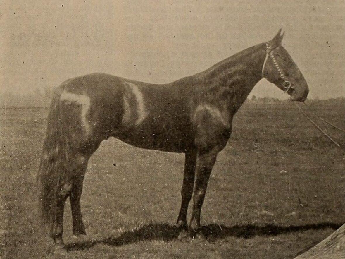 animals that changed history