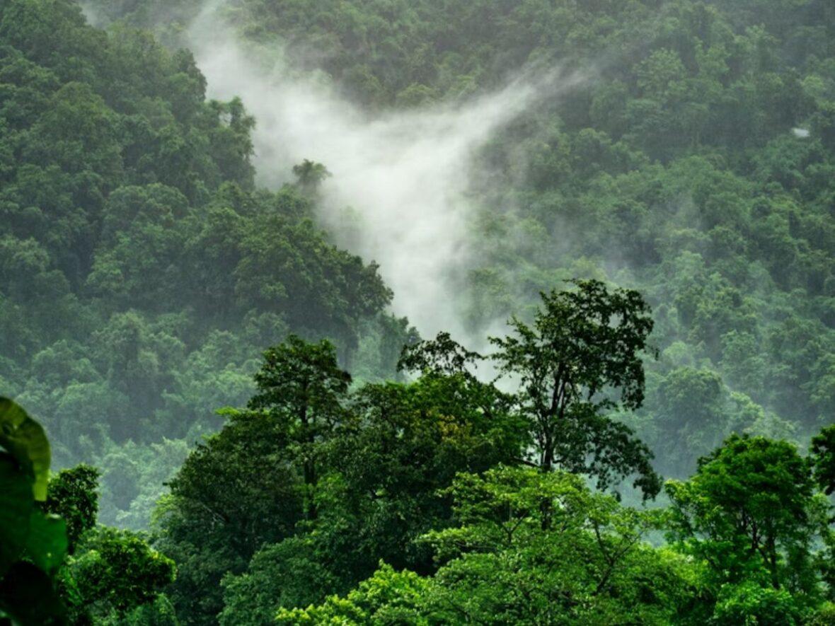 Rainforest Unsplash