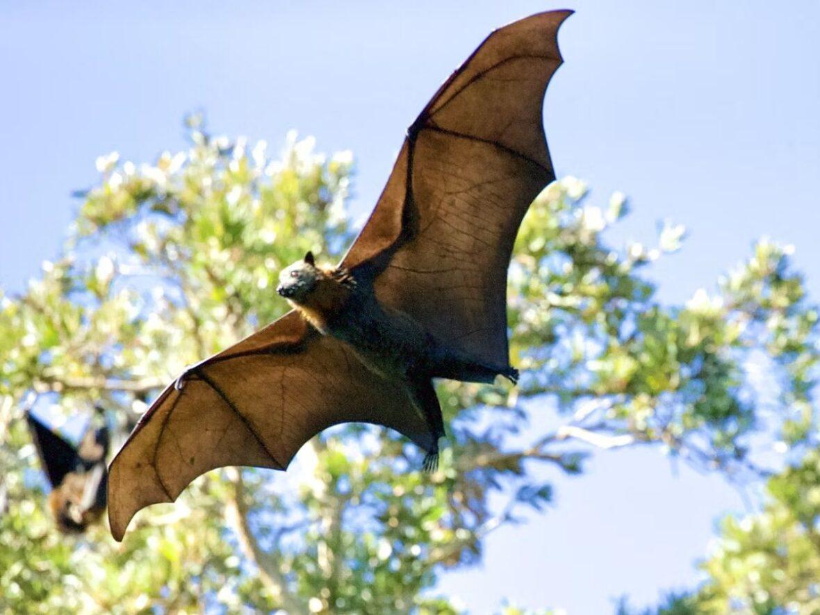 Bat Vampire Unsplash