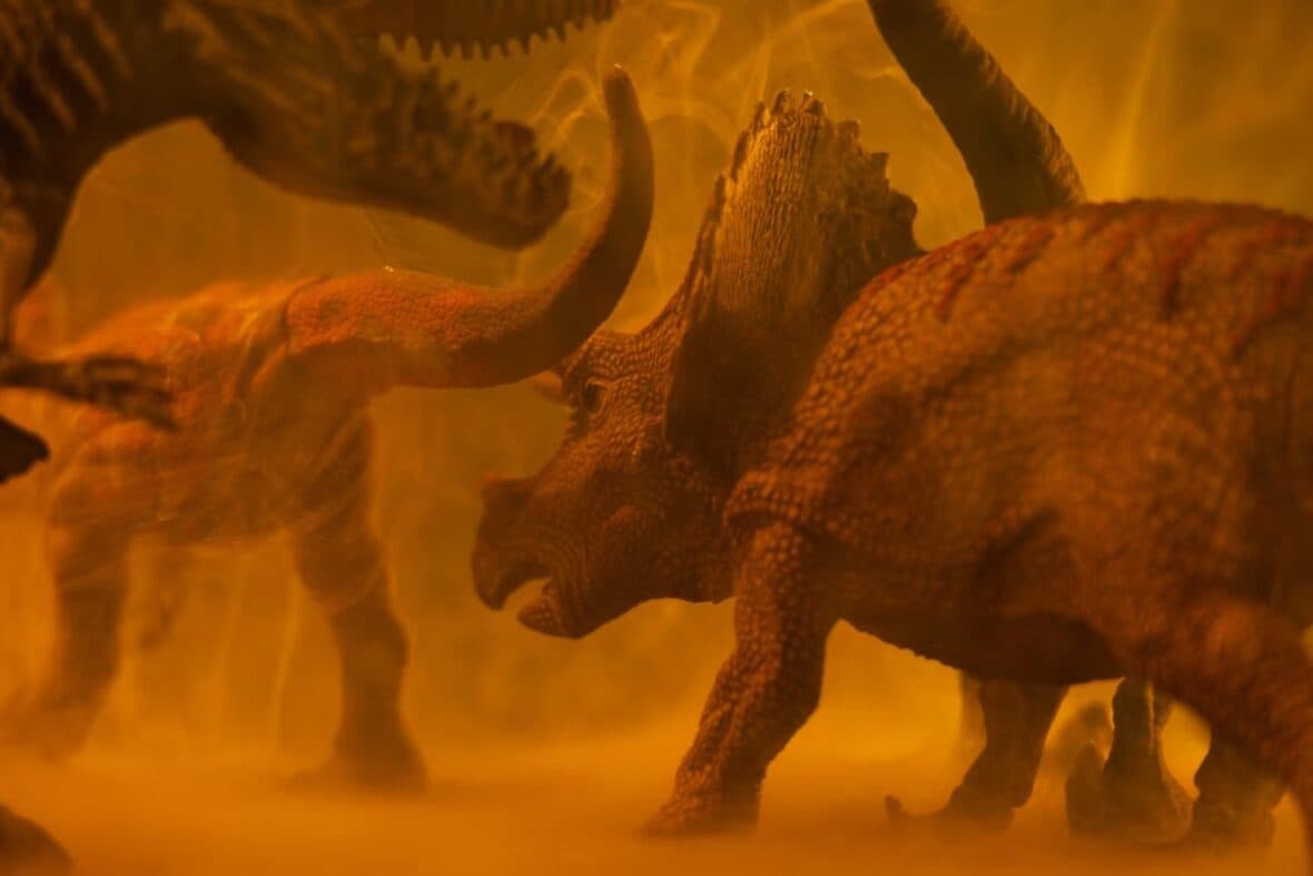 Triceratops