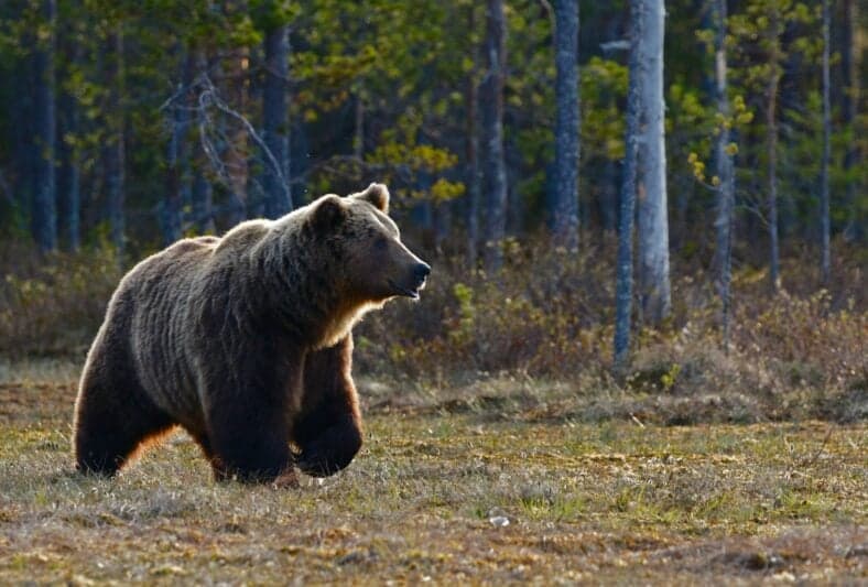 brown bear walking
