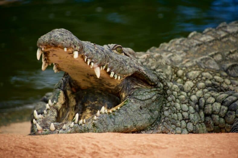 crocodile with mouth open