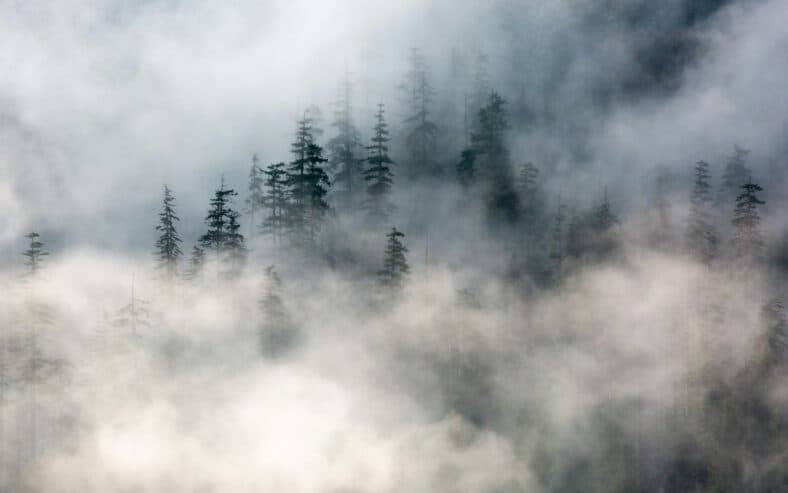 mist in the trees
