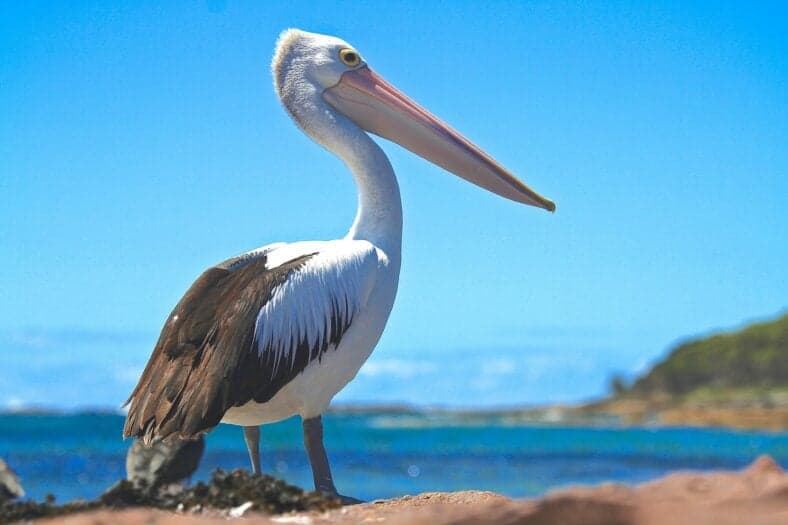 pelican near the water