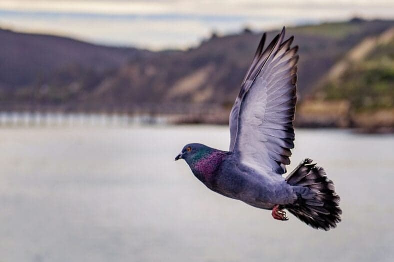 pigeon flying