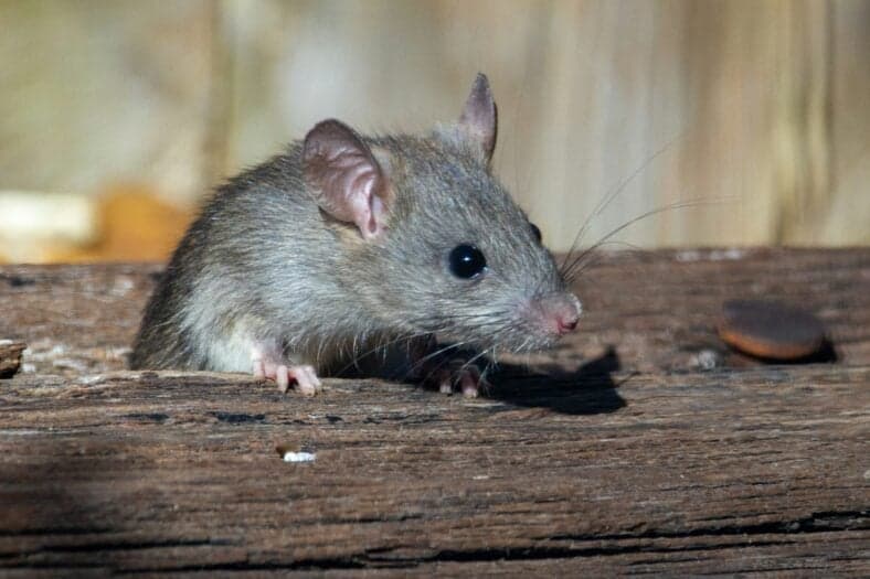 rat popping out of wood