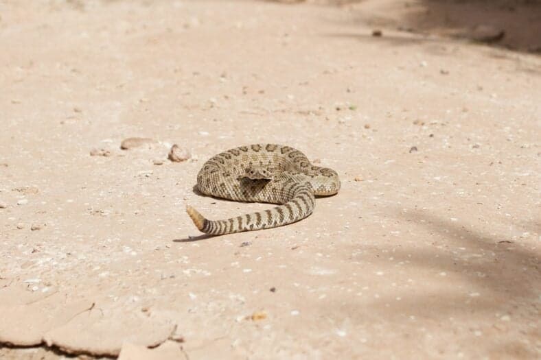 rattlesnake on the ground