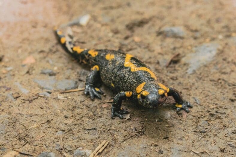 salamander on the ground