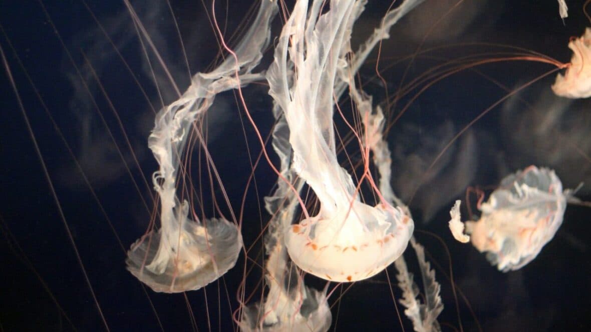 jellyfish swimming