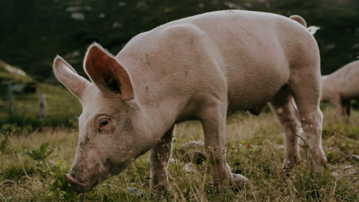 pig in the grass