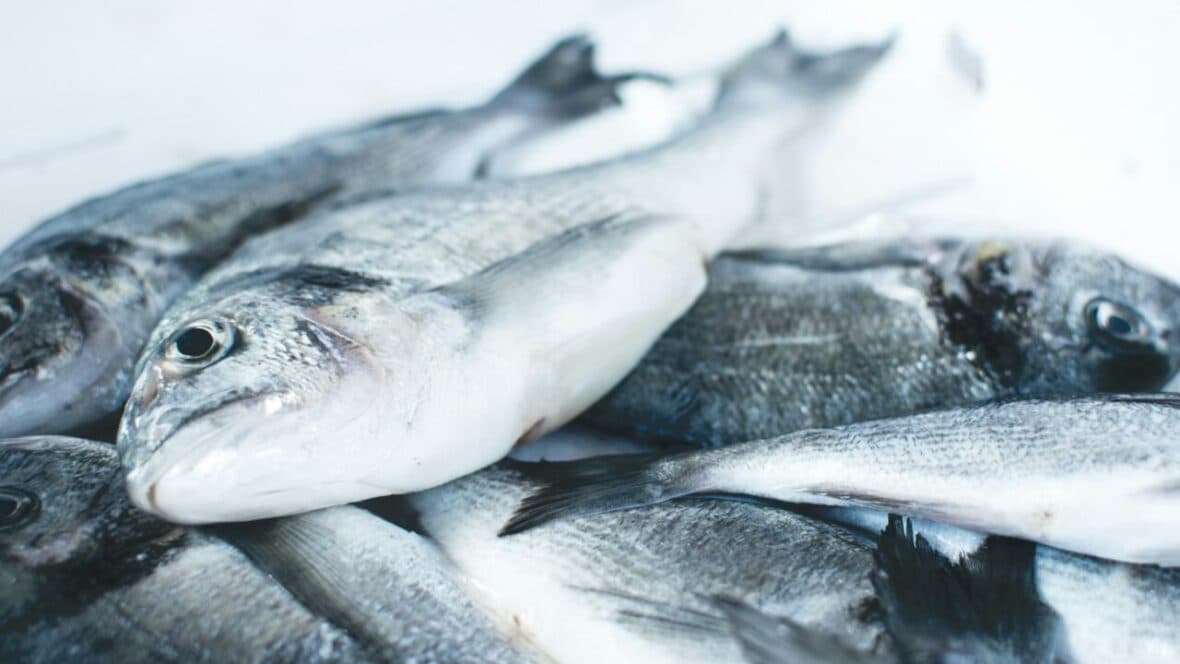 pile of fish