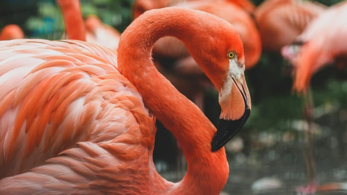 pink flamingo