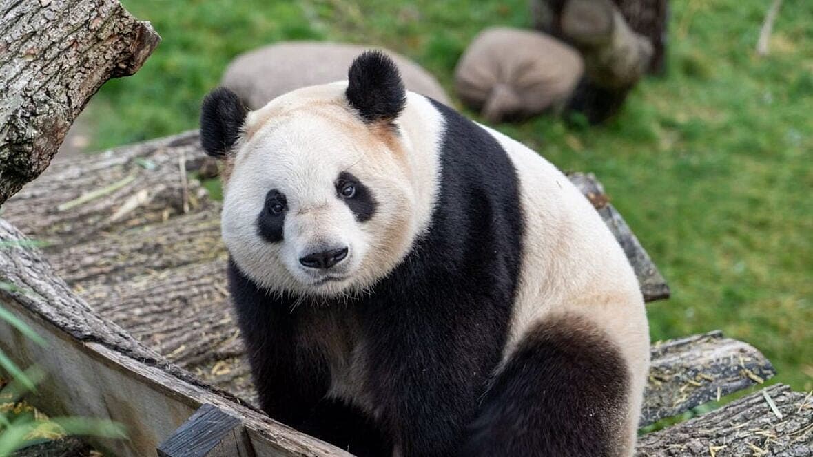 Panda, Unsplash