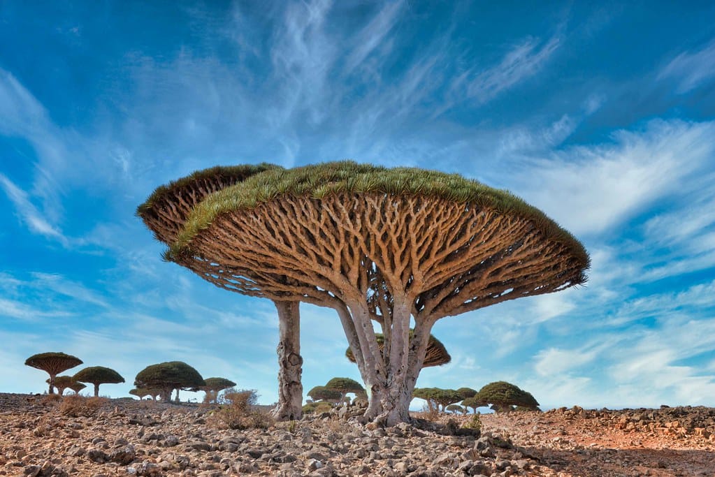Socotra Island in Yemen, one of the islands you didn't know exist. 
