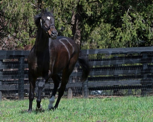 Fusaichi Pegasus, BloodHorse
