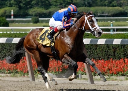 The Green Monkey, Belmon, Thorough Bred Daily