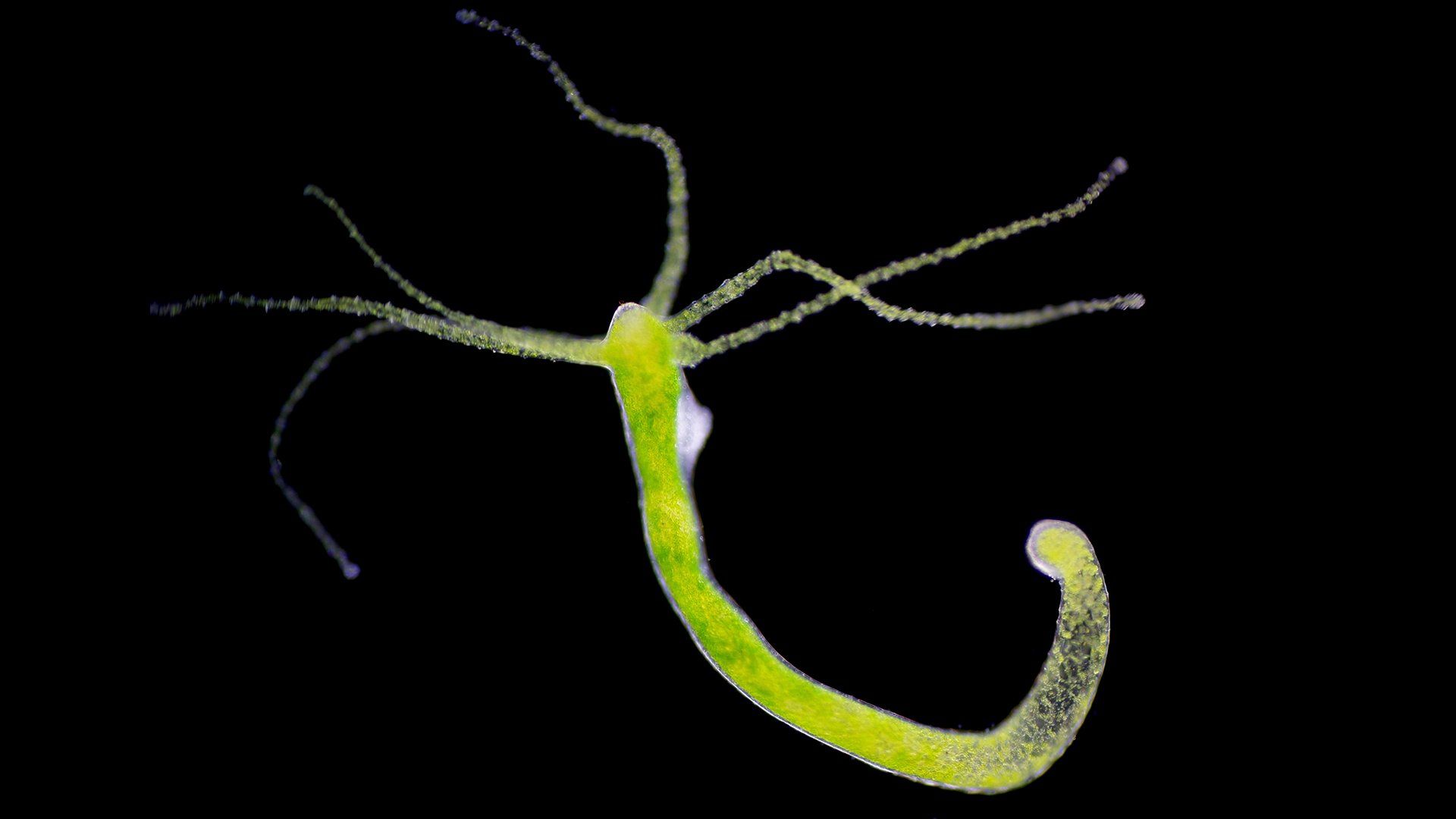 oldest animal on earth