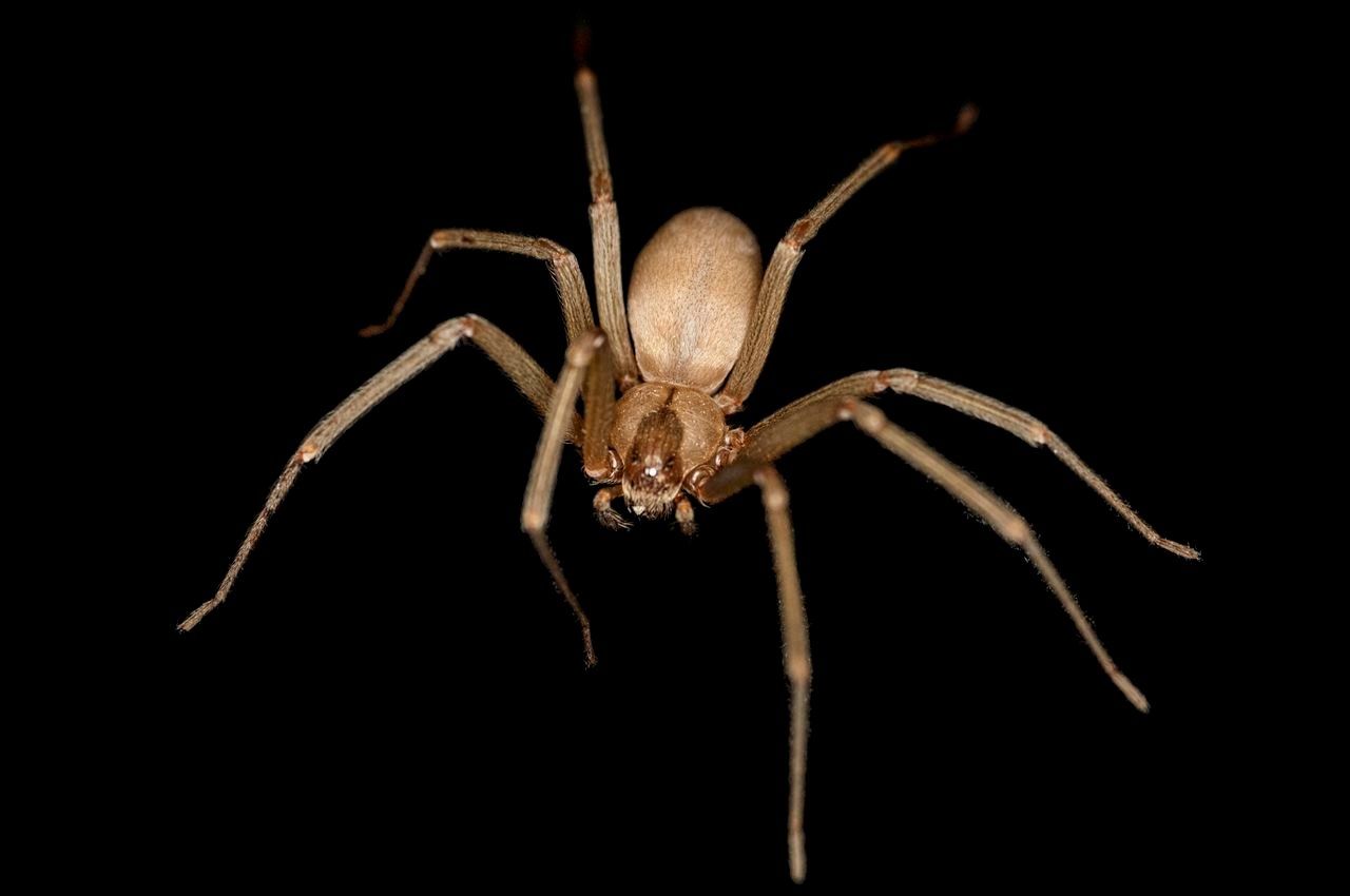 biggest spider in the world