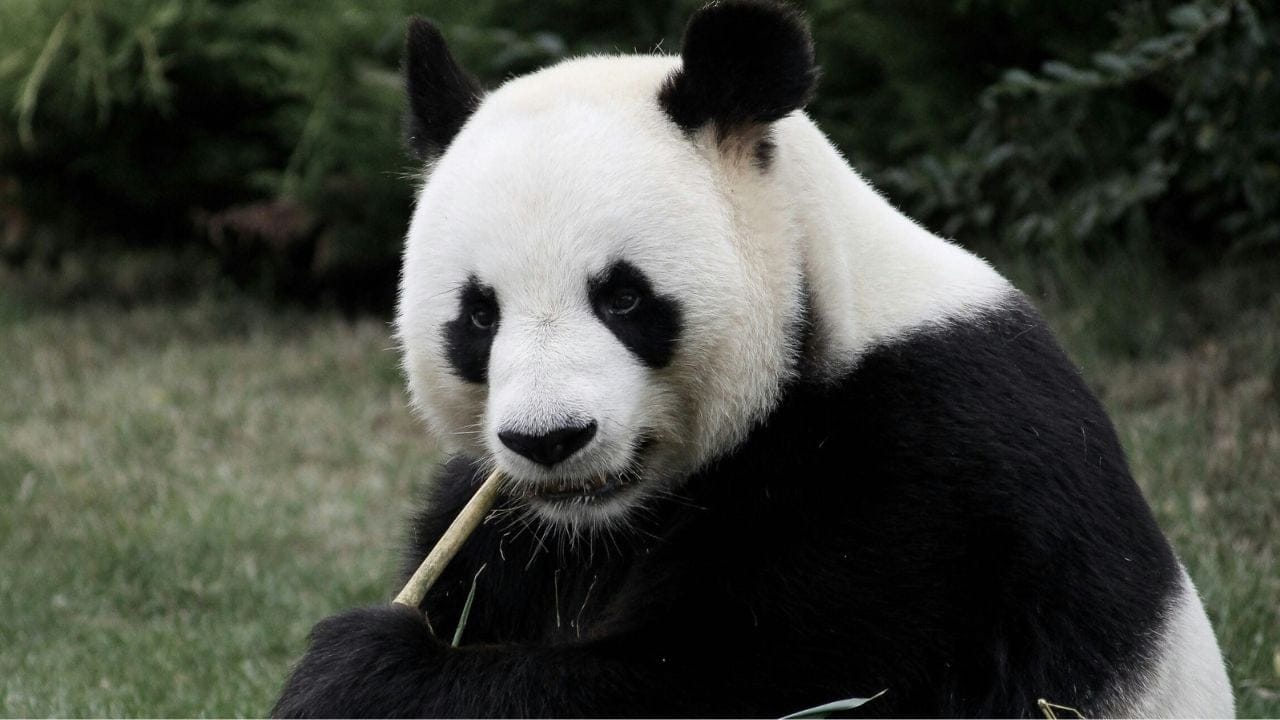 Weird Facts About Pandas, Unsplash