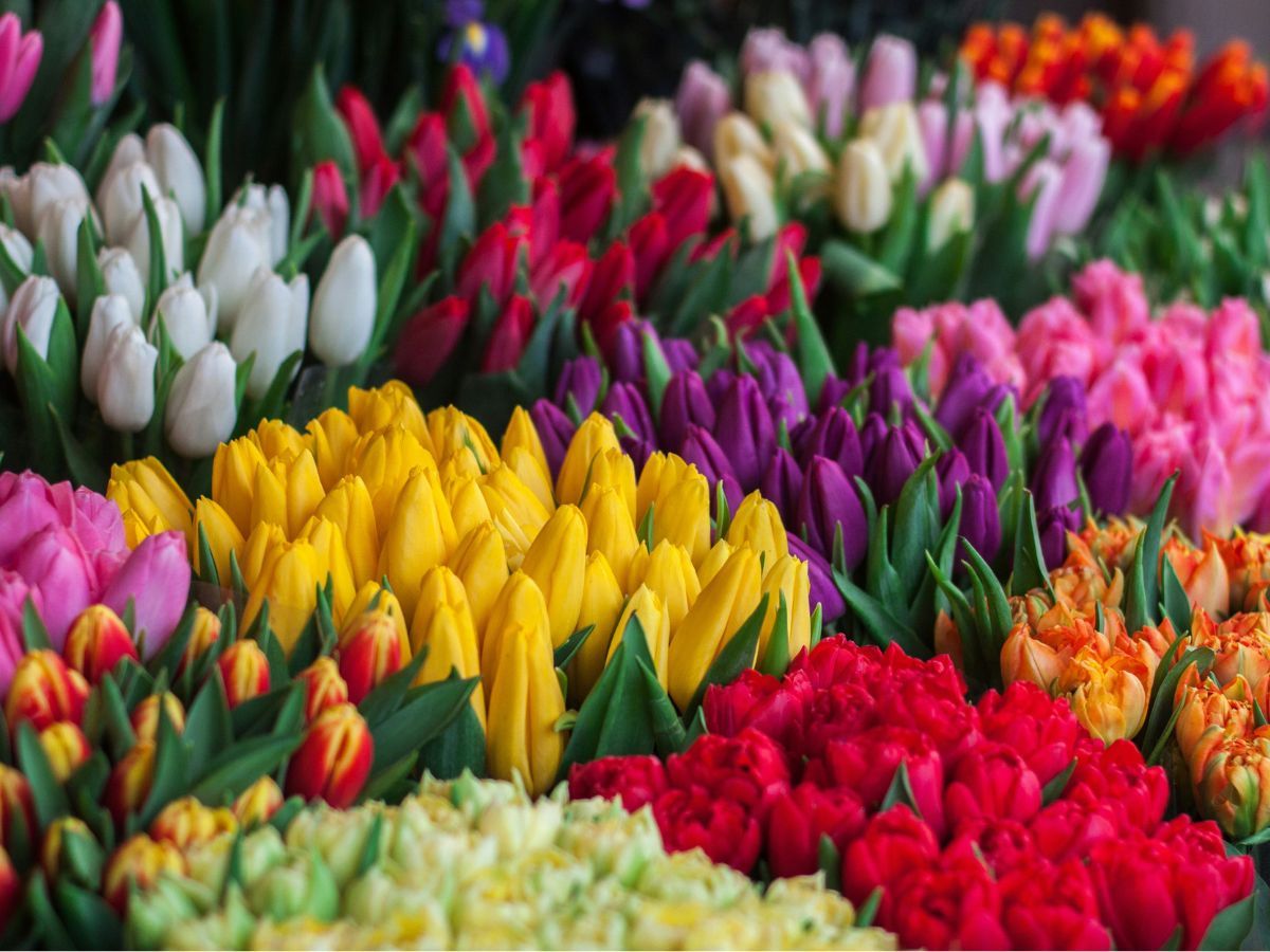 The World's Rarest Flowers Unsplash
