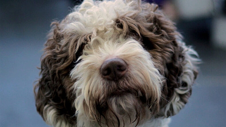 Home: Top Handheld Vacuums For Pet Hair