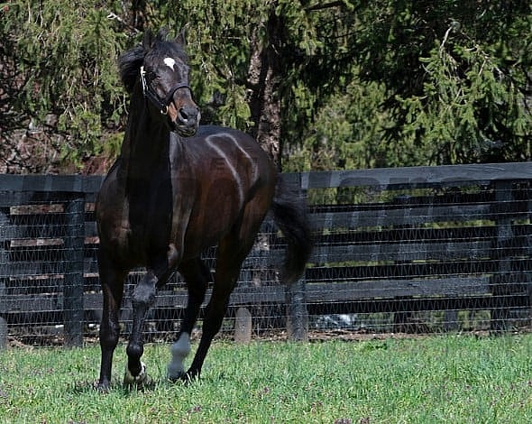 Fusaichi Pegasus, BloodHorse