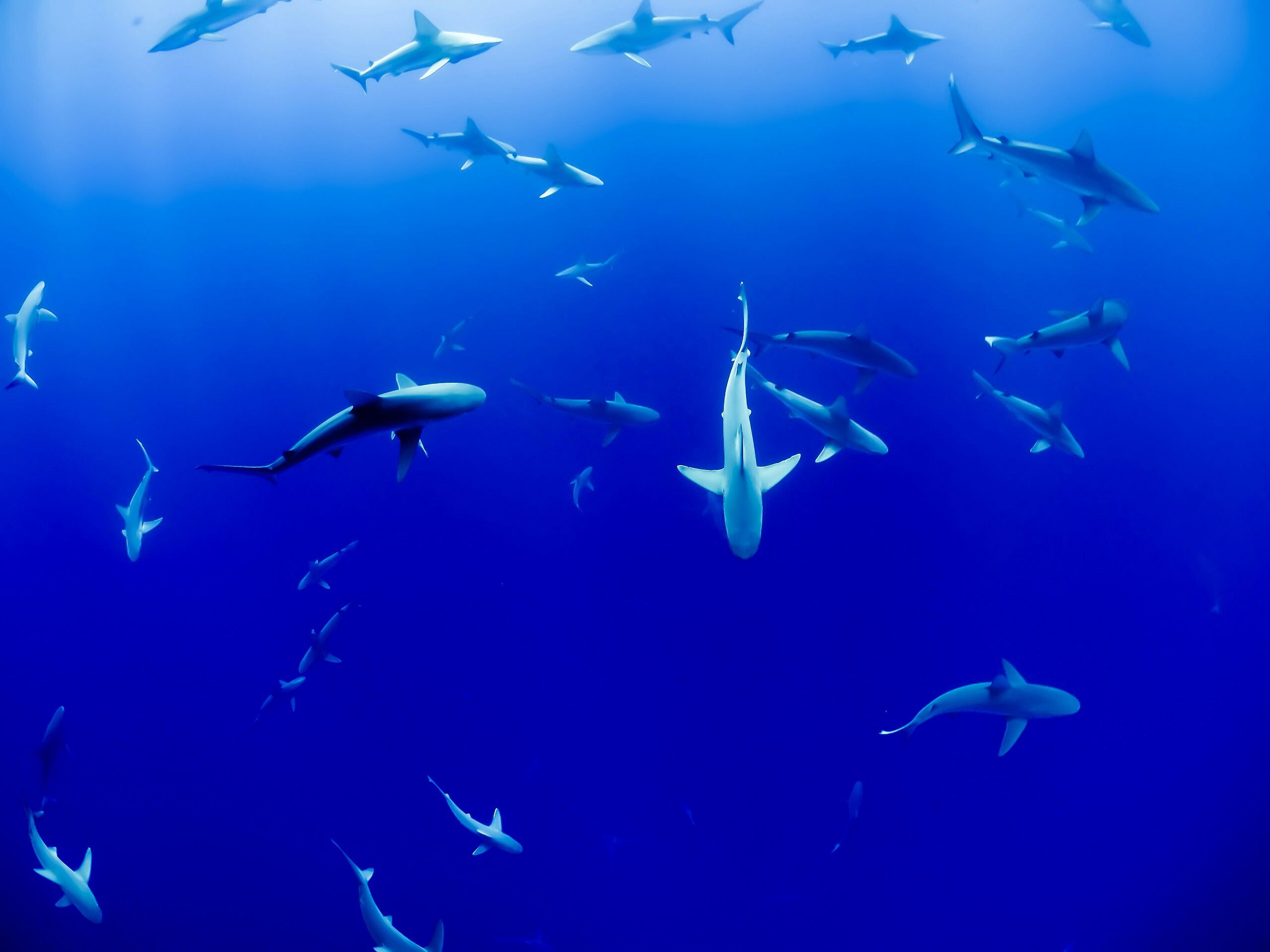 Great White Shark ecosystem, Unsplash