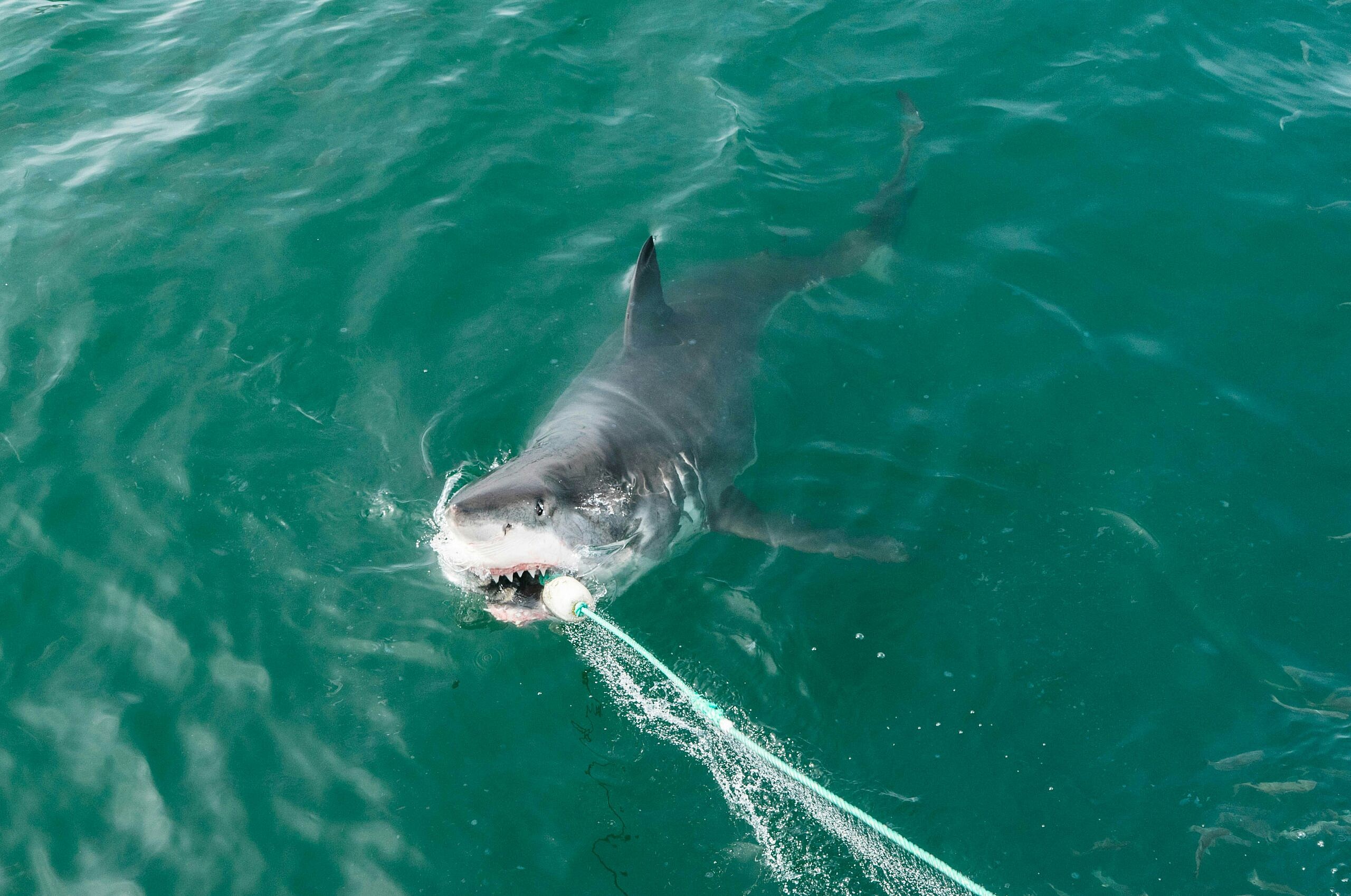 Great White Shark not fatal, Unsplash