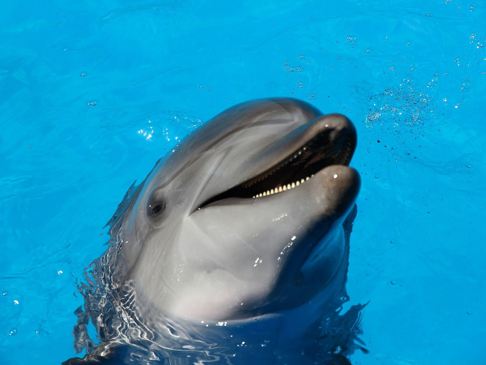 Language Dolphins, Unsplash