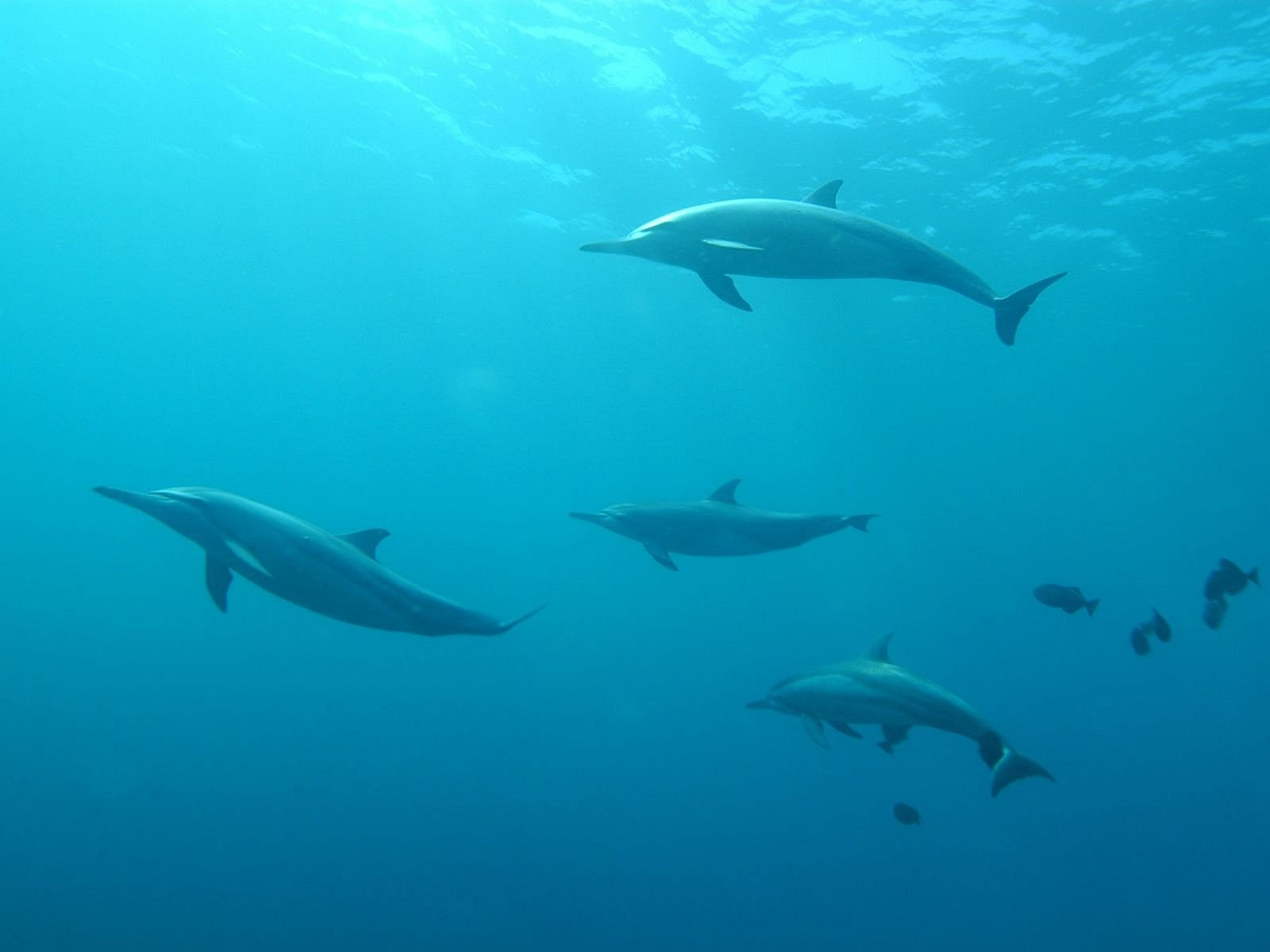 Names Dolphins, Unsplash