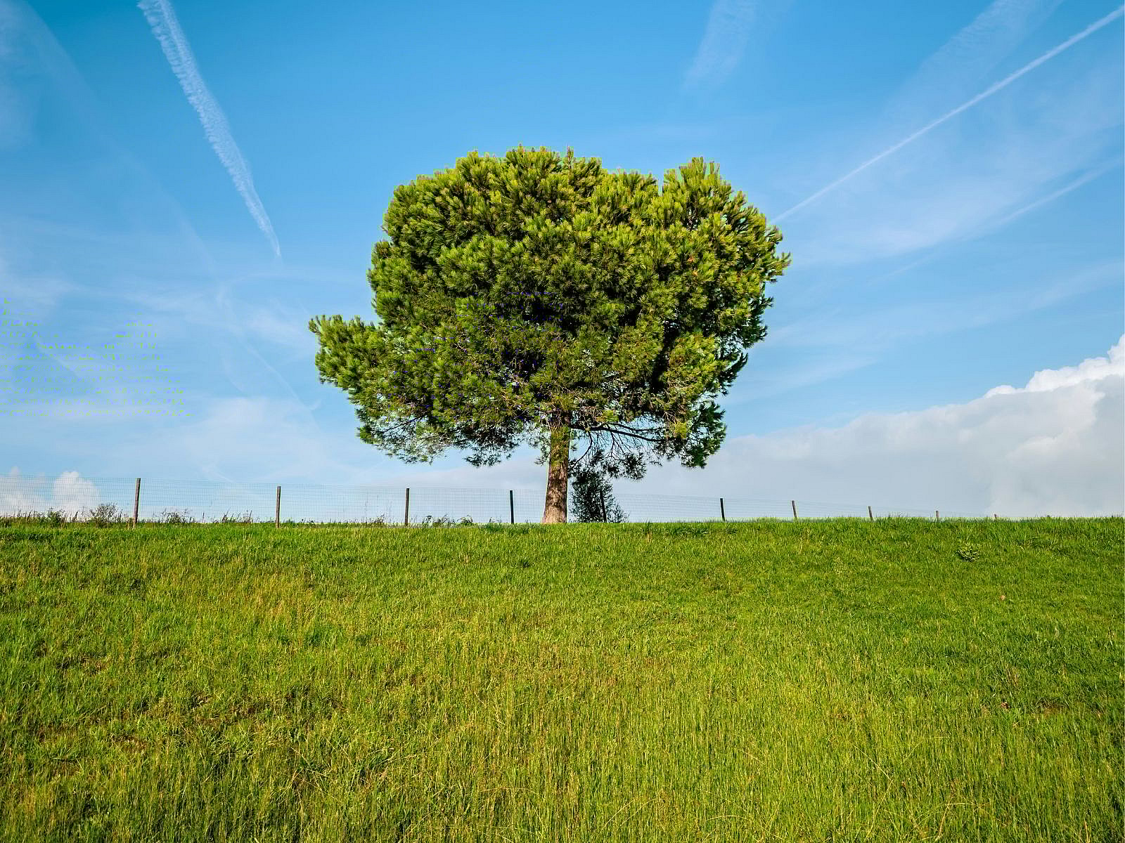 One Tree, Unsplash