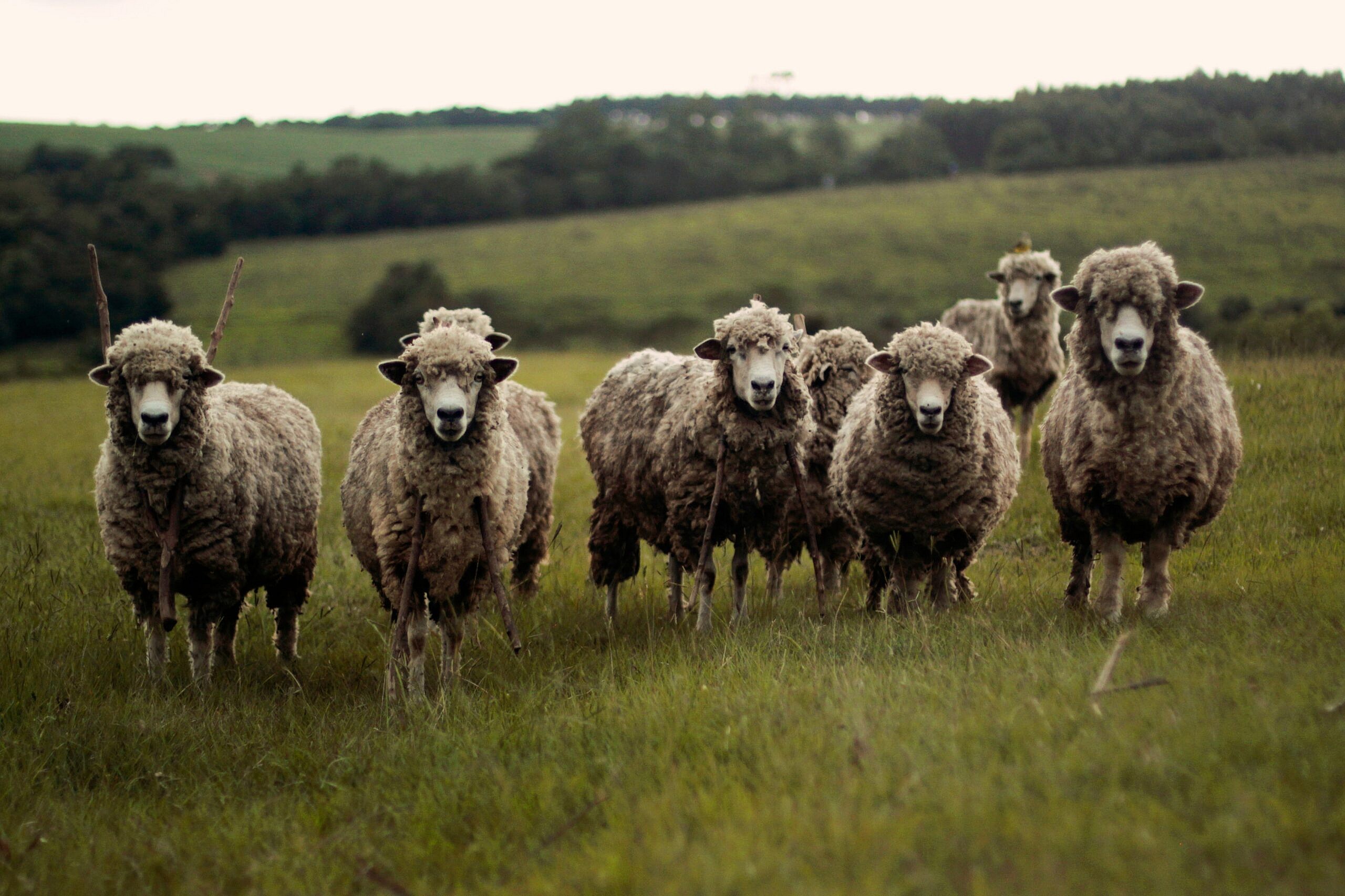 Sheep Sheering, Unsplash