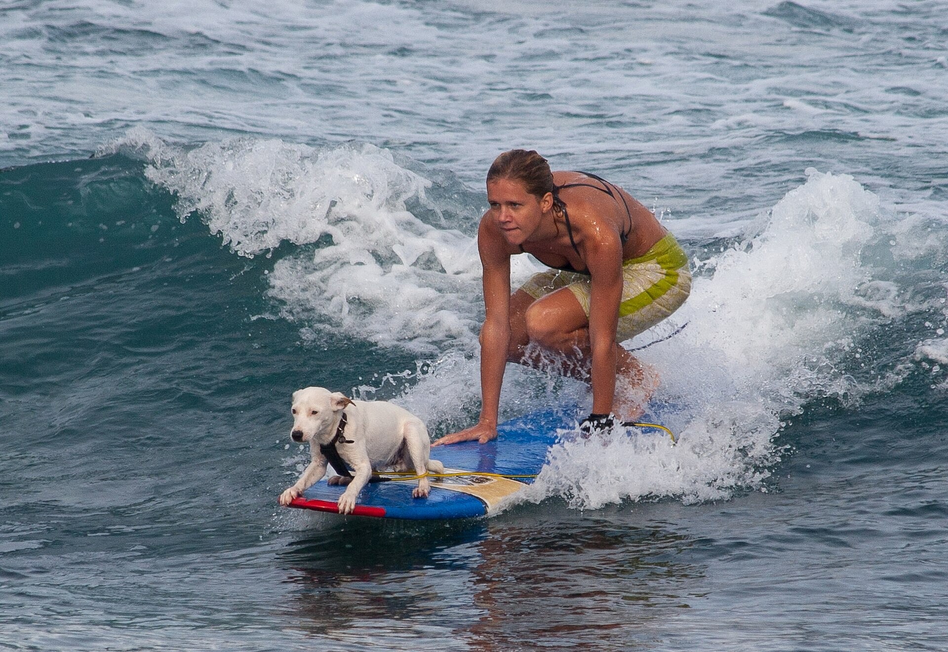 dog surfing, wiki media
