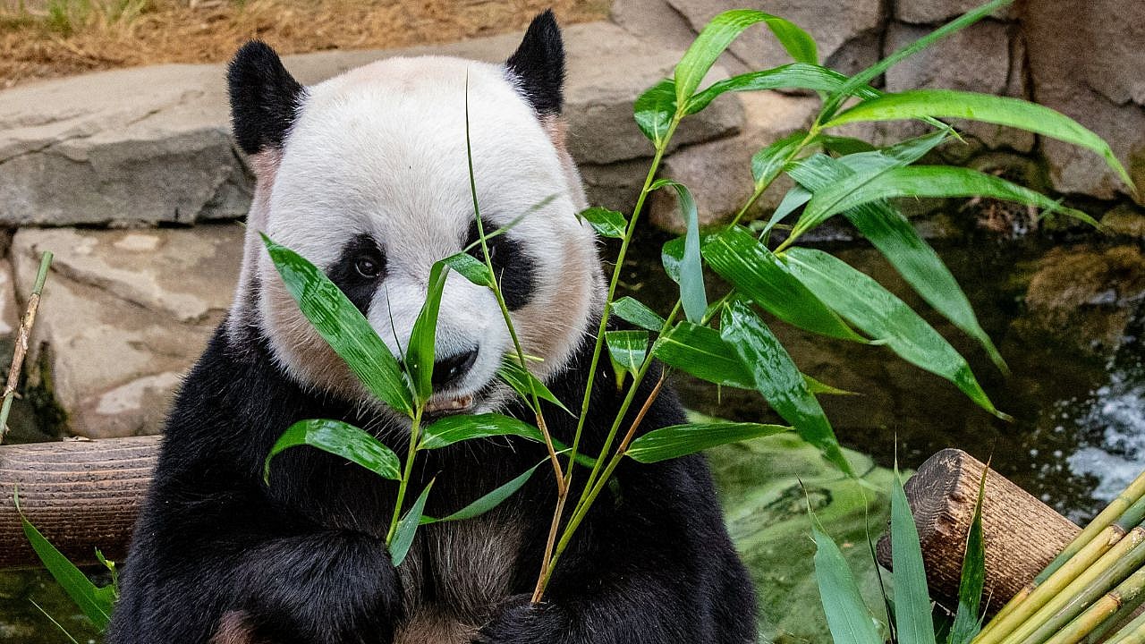 Camouflage Panda, Unsplash